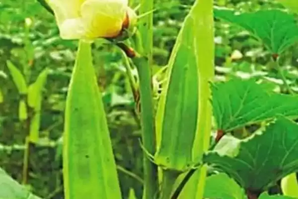 黄秋葵品种问7种优良品质,黄秋葵的品种介绍,有哪些优良品种?插图1 黄秋葵品种问7种优良品质,黄秋葵的品种介绍,有哪些优良品种?插图1