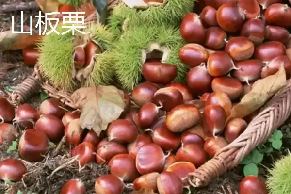 黑龙江省绥滨县的特产是什么,黑垦二九〇红小豆是黑龙江绥滨地理标志特产吗插图4 黑龙江省绥滨县的特产是什么,黑垦二九〇红小豆是黑龙江绥滨地理标志特产吗插图4