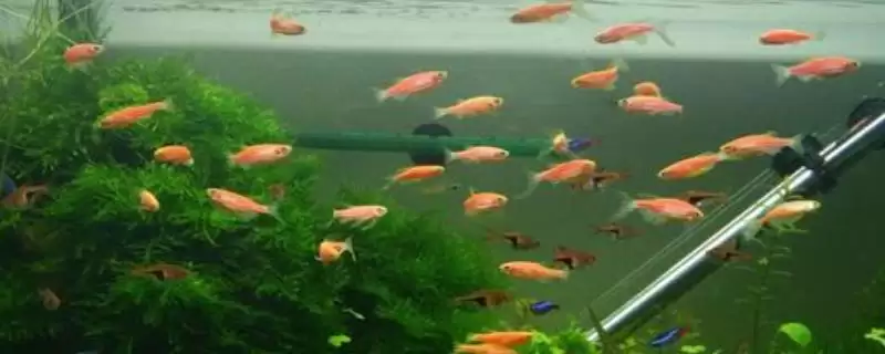 观赏鱼用什么水来养合适,观赏鱼一般用除氯的自来水养可以吗插图 观赏鱼用什么水来养合适,观赏鱼一般用除氯的自来水养可以吗插图