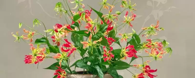 嘉兰花语寓意花语真是荣光,嘉兰的花语,花语含义准确吗?插图 嘉兰花语寓意花语真是荣光,嘉兰的花语,花语含义准确吗?插图