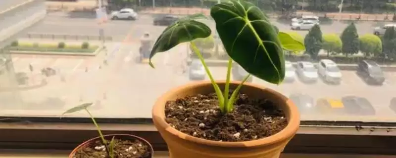 海芋的栽培方式是怎样的,海芋在4-10月需追施液体肥料来栽培吗插图 海芋的栽培方式是怎样的,海芋在4-10月需追施液体肥料来栽培吗插图