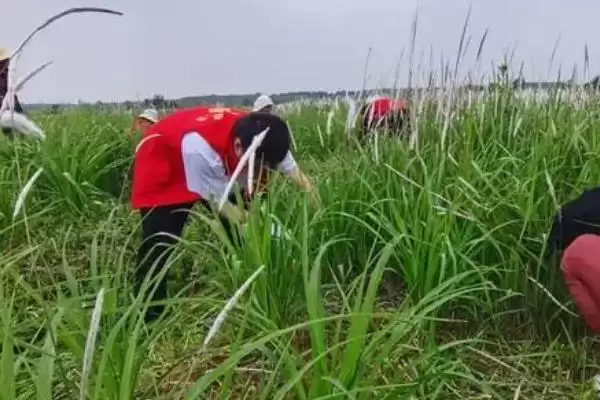 黄花菜除草法人工药剂咋选,黄花菜除草方法,两种方式咋选?插图2 黄花菜除草法人工药剂咋选,黄花菜除草方法,两种方式咋选?插图2