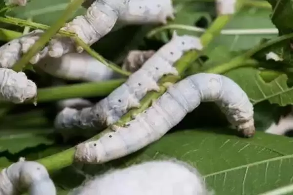 蚕的养殖方法和要点有哪些呢,蚕的养殖方法插图9