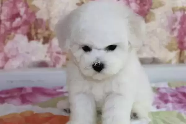 比熊一直咳嗽是什么原因导致的呢,比熊一直咳嗽的原因插图1 比熊一直咳嗽是什么原因导致的呢,比熊一直咳嗽的原因插图1