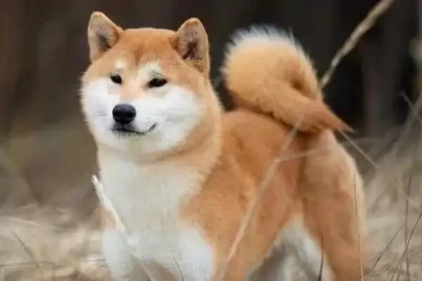 狗身上出现螨虫如何处理,狗身上螨虫症状轻时可用肤诺恩喷剂吗插图3 狗身上出现螨虫如何处理,狗身上螨虫症状轻时可用肤诺恩喷剂吗插图3