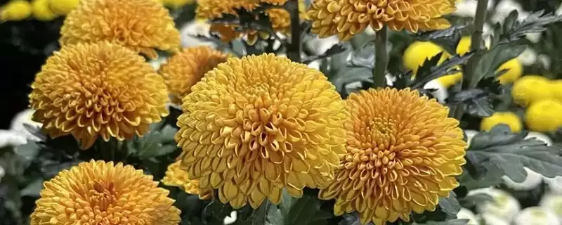 家庭菊花种植春秋两季可种,家庭菊花怎么种植,种植时间对吗?插图 家庭菊花种植春秋两季可种,家庭菊花怎么种植,种植时间对吗?插图