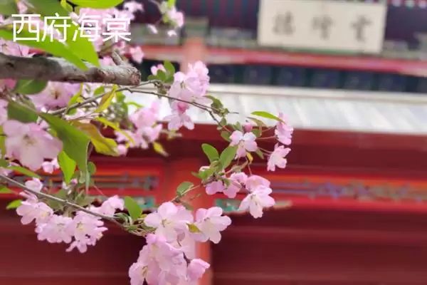 海棠花有没有毒性存在呢,海棠花少数品种具有一定微毒性吗插图5 海棠花有没有毒性存在呢,海棠花少数品种具有一定微毒性吗插图5