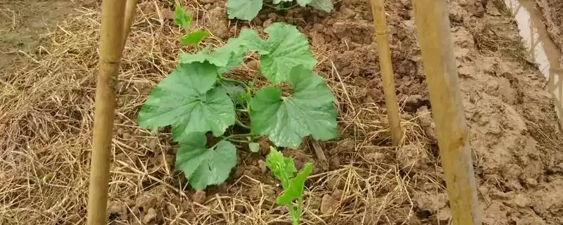 冬瓜苗的移栽时间条件,冬瓜苗长出几片真叶即可移栽时间插图 冬瓜苗的移栽时间条件,冬瓜苗长出几片真叶即可移栽时间插图