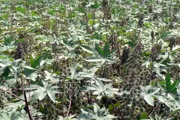 蓖麻的高产种植方法是怎样呢,蓖麻高产种植方法插图2 蓖麻的高产种植方法是怎样呢,蓖麻高产种植方法插图2