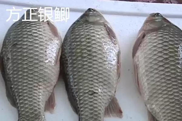 鲫鱼外观特点不同品种有差异,鲫鱼的外观,外观差异体现在哪?插图6 鲫鱼外观特点不同品种有差异,鲫鱼的外观,外观差异体现在哪?插图6