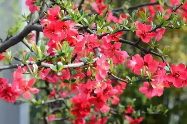 海棠树的开花时间是什么时候,海棠树一般开花时间为4-5月份吗插图7
