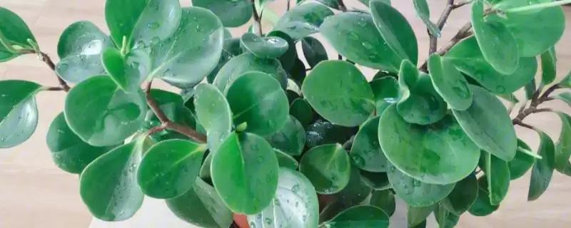 碧玉的根茎腐烂是什么原因呢,碧玉的根茎为什么会腐烂-会东网