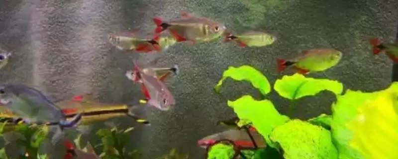 黑十字鱼好不好饲养呢,黑十字鱼生存力强容易饲养是真的吗-会东网