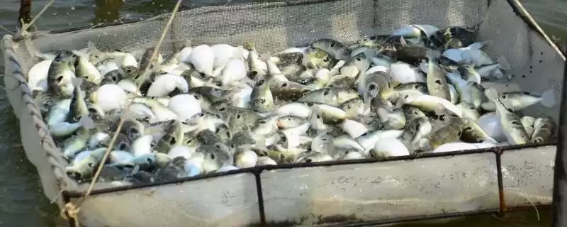 河豚常见的病害有哪些呢,河豚不同病害的防治方法各自是怎样的插图 河豚常见的病害有哪些呢,河豚不同病害的防治方法各自是怎样的插图