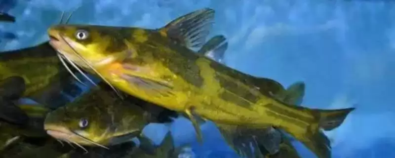 黄骨鱼种类知属淡水鱼的统称,黄骨鱼简介,简介内容准确不?插图 黄骨鱼种类知属淡水鱼的统称,黄骨鱼简介,简介内容准确不?插图
