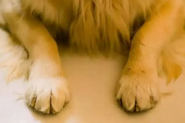 狗狗有没有汗腺存在呢,狗狗有大汗腺和小汗腺两种汗腺吗插图2 狗狗有没有汗腺存在呢,狗狗有大汗腺和小汗腺两种汗腺吗插图2