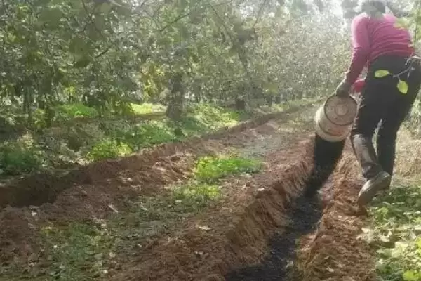 果树秋施基肥的好处有啥呢,果树秋施基肥可充裕树体营养贮备吗插图3 果树秋施基肥的好处有啥呢,果树秋施基肥可充裕树体营养贮备吗插图3