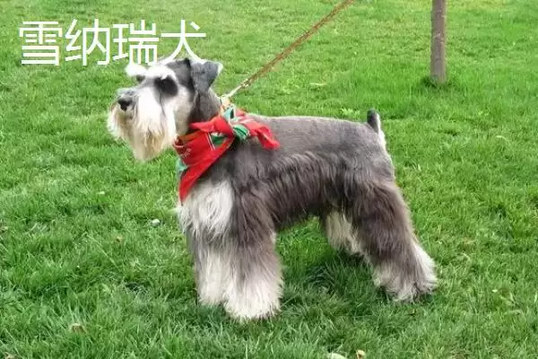 狗狗耳朵掉毛是何缘故,狗狗耳朵掉毛是犬藓或耳螨造成的吗插图5 狗狗耳朵掉毛是何缘故,狗狗耳朵掉毛是犬藓或耳螨造成的吗插图5