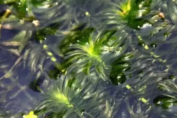 黑藻是真核还是原核生物呢,黑藻属于真核生物这一说法是正确的吗插图1 黑藻是真核还是原核生物呢,黑藻属于真核生物这一说法是正确的吗插图1