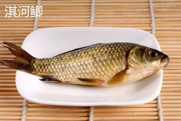 鲫鱼品种介绍土鲫高背鲫常见,鲫鱼的品种介绍,常见品种有这些?插图7 鲫鱼品种介绍土鲫高背鲫常见,鲫鱼的品种介绍,常见品种有这些?插图7