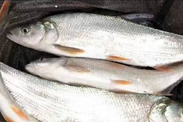 黄尾鱼鱼种问中小型淡水鱼,黄尾鱼是什么鱼,鱼种界定对吗?插图1 黄尾鱼鱼种问中小型淡水鱼,黄尾鱼是什么鱼,鱼种界定对吗?插图1