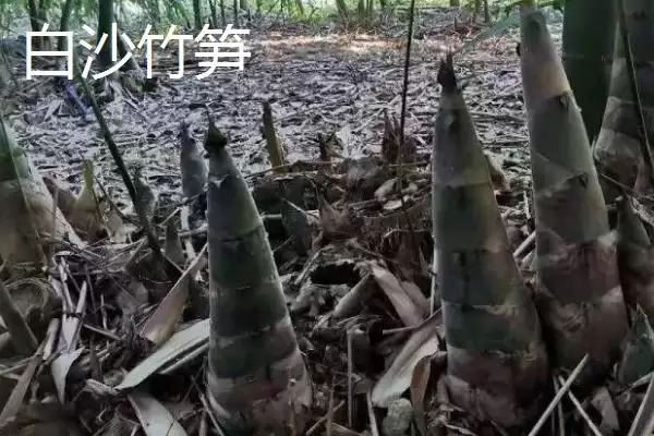 广东省四会市的特产是什么,四会玉器是广东省四会市闻名特产吗插图5 广东省四会市的特产是什么,四会玉器是广东省四会市闻名特产吗插图5