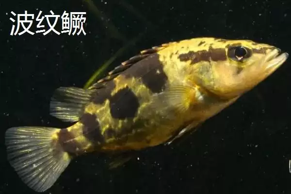 鳜鱼有着怎样的简介呢,鳜鱼是名贵淡水经济鱼种是其简介吗插图7 鳜鱼有着怎样的简介呢,鳜鱼是名贵淡水经济鱼种是其简介吗插图7