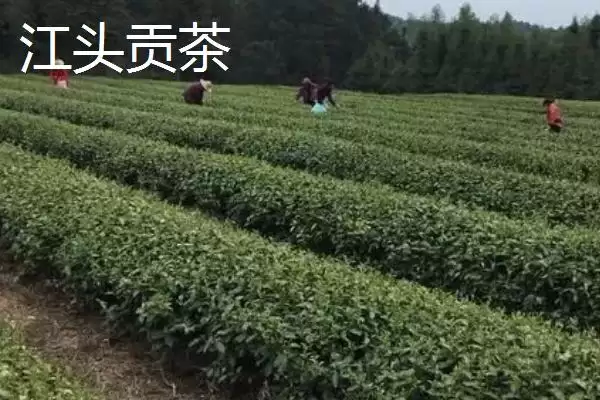 湖南芷江特产雪峰山鱼腥草为啥是宝,湖南芷江侗族自治县的雪峰山鱼腥草是特产?插图7 湖南芷江特产雪峰山鱼腥草为啥是宝,湖南芷江侗族自治县的雪峰山鱼腥草是特产?插图7
