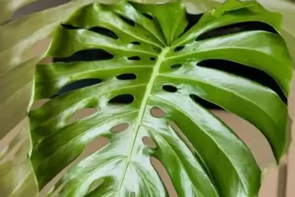 龟背竹有着怎样的简介呢,龟背竹是龟背竹属植物是其简介吗插图2