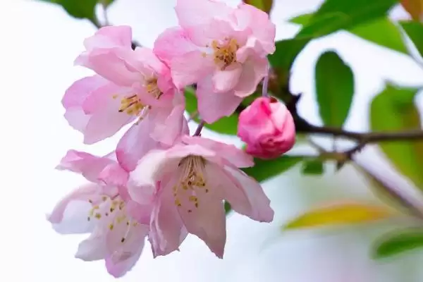 海棠花的花语有什么寓意呢,海棠花寓意离愁、苦恋之情等是其花语吗插图1 海棠花的花语有什么寓意呢,海棠花寓意离愁、苦恋之情等是其花语吗插图1