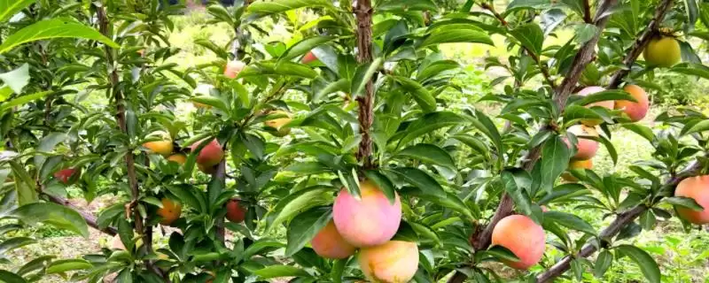 果树秋施基肥的好处有啥呢,果树秋施基肥可充裕树体营养贮备吗插图 果树秋施基肥的好处有啥呢,果树秋施基肥可充裕树体营养贮备吗插图