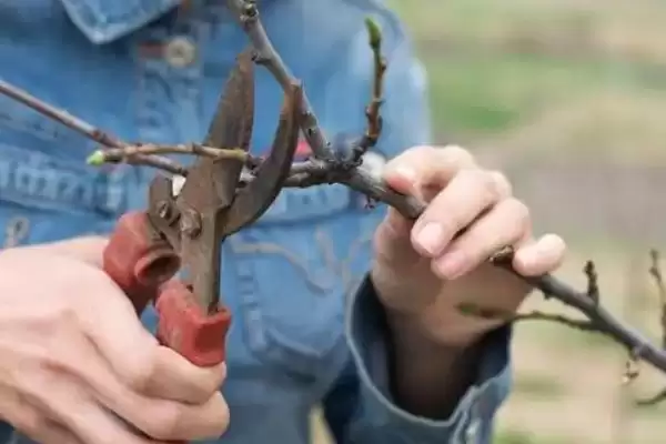 黄桃留枝方法先剪密集侧枝,黄桃的留枝方法,首要步骤是这个?插图1 黄桃留枝方法先剪密集侧枝,黄桃的留枝方法,首要步骤是这个?插图1