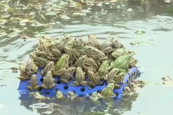 黑斑蛙怎么进行养殖好呢,黑斑蛙先喂鲜活诱饵再过渡到人工饲料养殖吗插图7 黑斑蛙怎么进行养殖好呢,黑斑蛙先喂鲜活诱饵再过渡到人工饲料养殖吗插图7