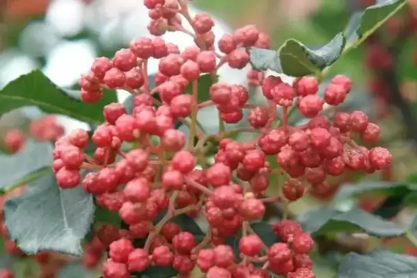 花椒亩产量数亩产200-300斤多吗,花椒亩产多少斤,产量一般能达到多少?插图3 花椒亩产量数亩产200-300斤多吗,花椒亩产多少斤,产量一般能达到多少?插图3