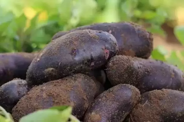 黑土豆是转基因的品种吗,黑土豆并不是转基因土豆这种说法对吗插图3 黑土豆是转基因的品种吗,黑土豆并不是转基因土豆这种说法对吗插图3