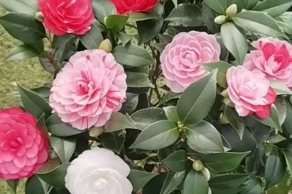 大花茶花品种花径达15厘米有谁,花朵大的茶花品种,哪些品种花径较大?插图3 大花茶花品种花径达15厘米有谁,花朵大的茶花品种,哪些品种花径较大?插图3