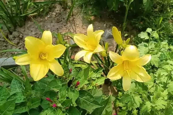黄百合花语意花语是感激快乐,黄百合的花语,花语含义准确吗?插图3 黄百合花语意花语是感激快乐,黄百合的花语,花语含义准确吗?插图3