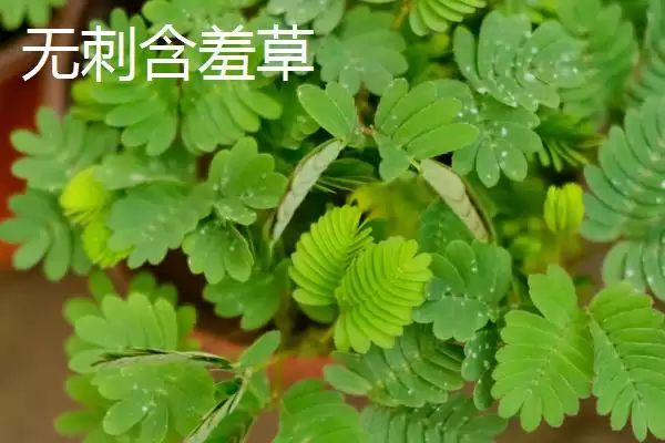 含羞草会不会开花这个问题,含羞草花期在7-10月之间是会开花的吗插图3 含羞草会不会开花这个问题,含羞草花期在7-10月之间是会开花的吗插图3