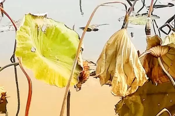 荷叶发黄烂叶是何原因呢,荷叶发黄烂叶需及时剪掉病叶或虫叶处理吗插图2 荷叶发黄烂叶是何原因呢,荷叶发黄烂叶需及时剪掉病叶或虫叶处理吗插图2