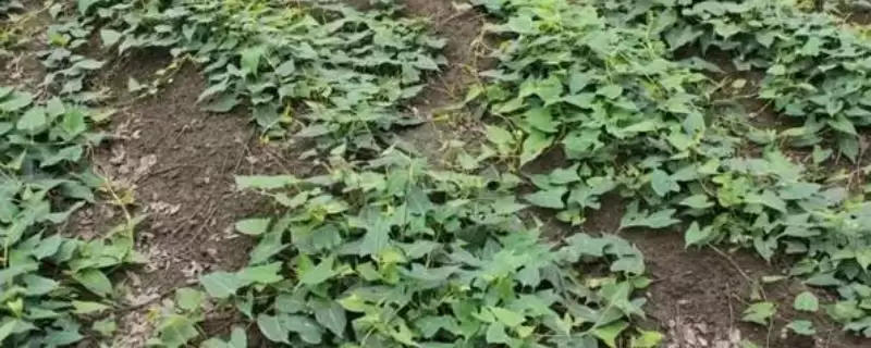 何首乌冬天是否会被冻死呢,何首乌在冬季依然可以正常生长吗插图 何首乌冬天是否会被冻死呢,何首乌在冬季依然可以正常生长吗插图