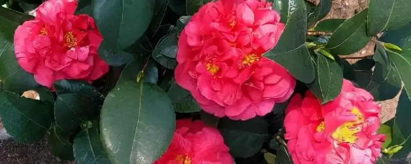 大花茶花品种花径达15厘米有谁,花朵大的茶花品种,哪些品种花径较大?插图 大花茶花品种花径达15厘米有谁,花朵大的茶花品种,哪些品种花径较大?插图