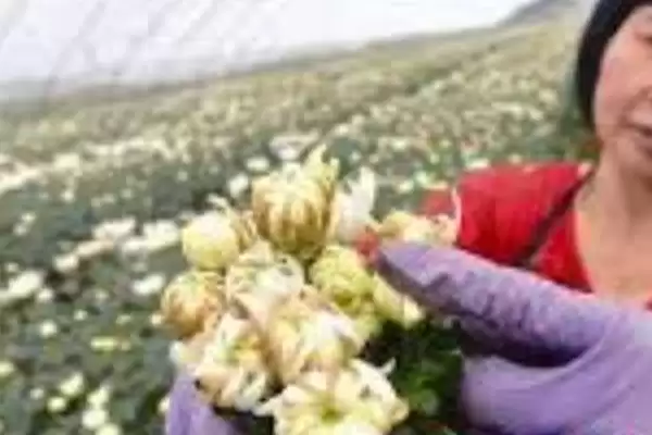 家庭菊花种植春秋两季可种,家庭菊花怎么种植,种植时间对吗?插图5 家庭菊花种植春秋两季可种,家庭菊花怎么种植,种植时间对吗?插图5
