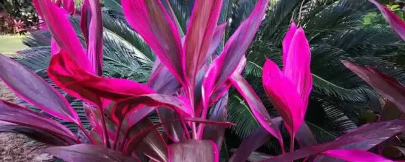 红叶朱蕉有没有毒性存在呢,红叶朱蕉无毒适合在家里进行养殖吗插图 红叶朱蕉有没有毒性存在呢,红叶朱蕉无毒适合在家里进行养殖吗插图