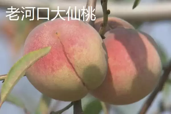 湖北老河口特产8种特产值得带走吗,湖北老河口有哪些值得带走的特产?插图2 湖北老河口特产8种特产值得带走吗,湖北老河口有哪些值得带走的特产?插图2