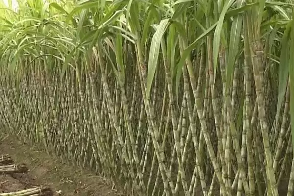 甘蔗种植方法步骤 ,甘蔗具体该如何进行种植插图4 甘蔗种植方法步骤 ,甘蔗具体该如何进行种植插图4
