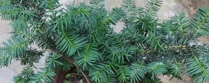 红豆杉叶片发黄是何原因呢,红豆杉叶片发黄因强光、虫害或施肥不当吗插图 红豆杉叶片发黄是何原因呢,红豆杉叶片发黄因强光、虫害或施肥不当吗插图
