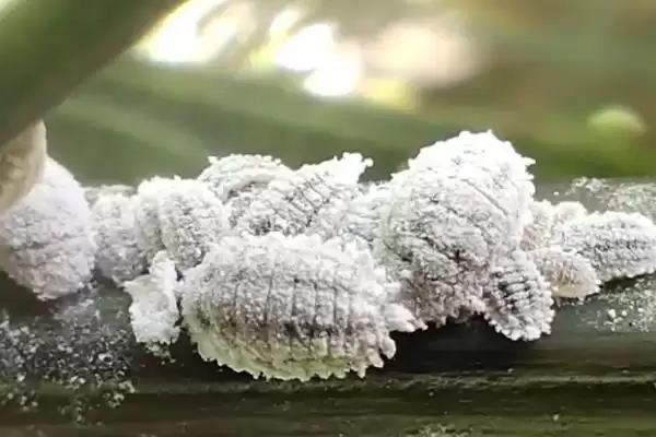 花卉白虫处理法剪受害部喷药有效,花卉出现白色虫子如何处理,方法可行吗?插图1 花卉白虫处理法剪受害部喷药有效,花卉出现白色虫子如何处理,方法可行吗?插图1