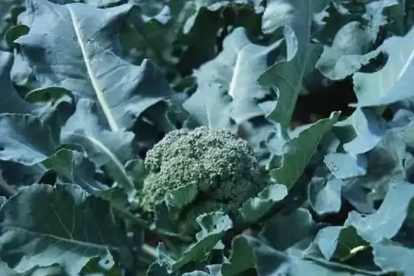 花菜季节之谜四季都能买到花菜,花菜是什么季节的蔬菜,真四季都有?插图2 花菜季节之谜四季都能买到花菜,花菜是什么季节的蔬菜,真四季都有?插图2