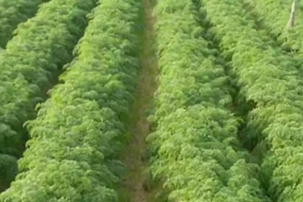 胡萝卜移栽有哪些注意点呢,胡萝卜拔苗后需马上进行定植是要点吗插图2 胡萝卜移栽有哪些注意点呢,胡萝卜拔苗后需马上进行定植是要点吗插图2