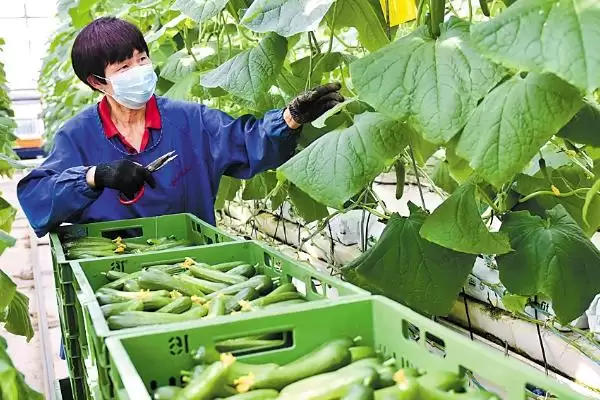 黄瓜正确浇水方法策略 ,黄瓜不同生长阶段怎样正确浇水插图3 黄瓜正确浇水方法策略 ,黄瓜不同生长阶段怎样正确浇水插图3